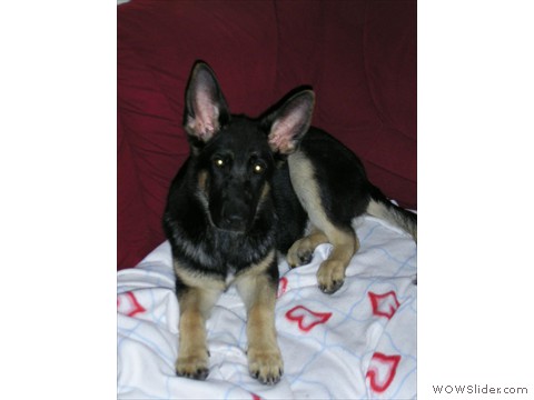 Bijou 27-08-2012_1
