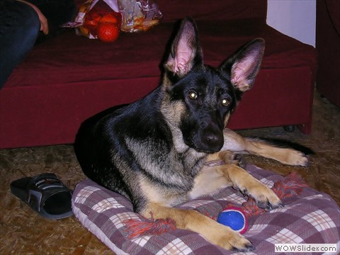 Bijou 23-01-2013_1
