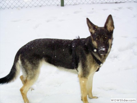 Bijou 23-02-2013_1