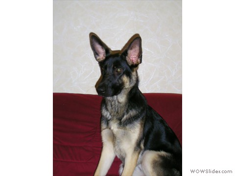 Bijou 23-11-2012_1